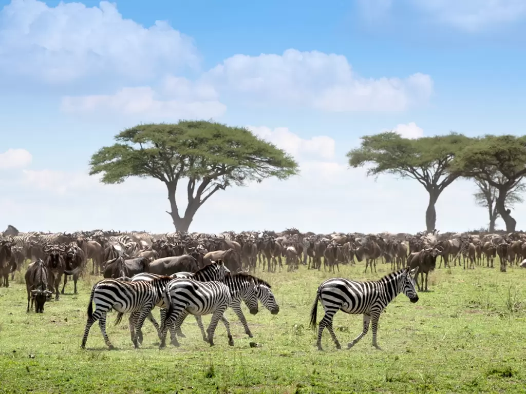 Zebras and wildebeest graze under acacia trees and a blue sky on Africa’s savannah. 