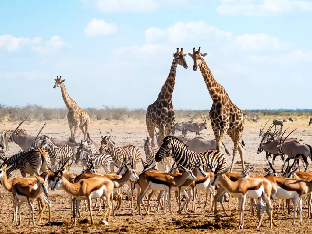 Giraffes, zebras, springboks, and oryx on an arid landscape under blue sky in Kruger National Park. 