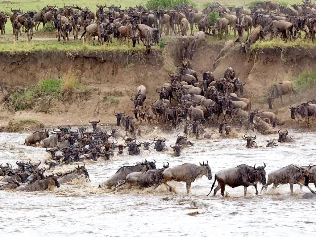 Massive herd of wildebeest taking a daring plunge into the Mara River during the Great Migration. 