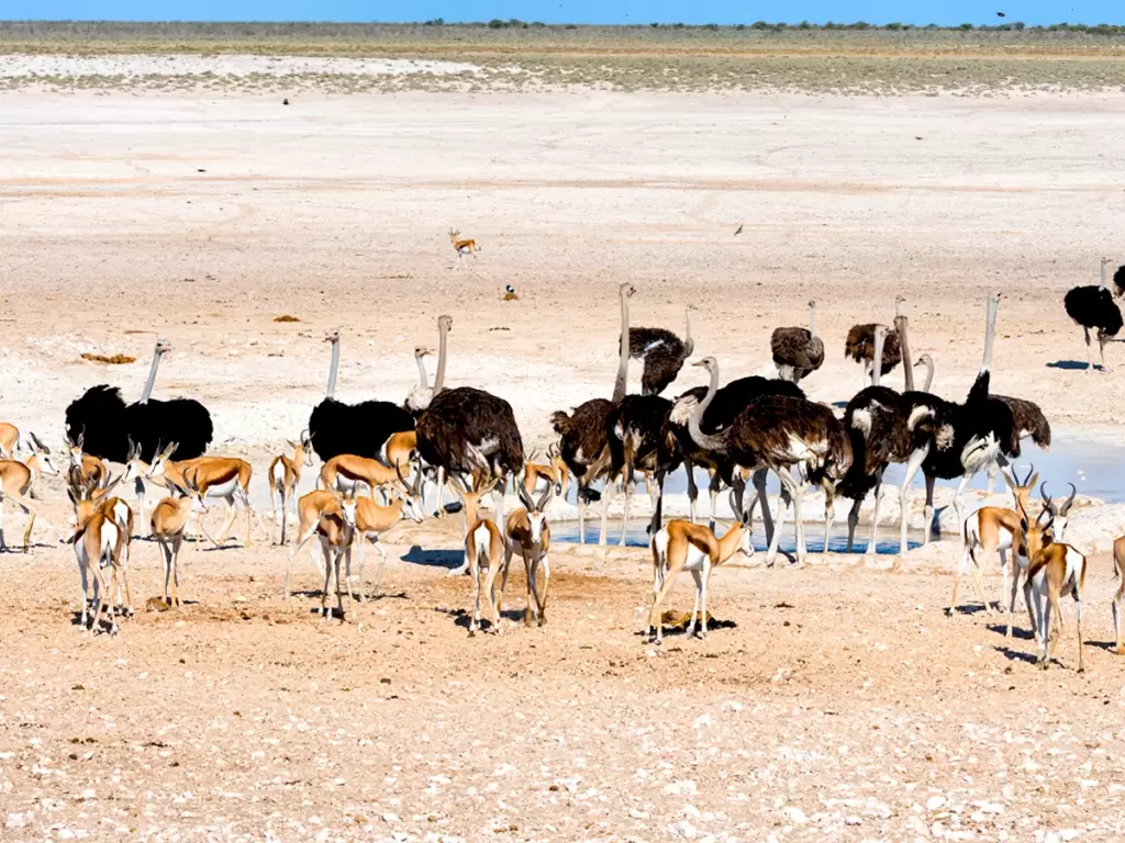 Ostriches and Springboks congregating at Etosha National Park's watering hole. 