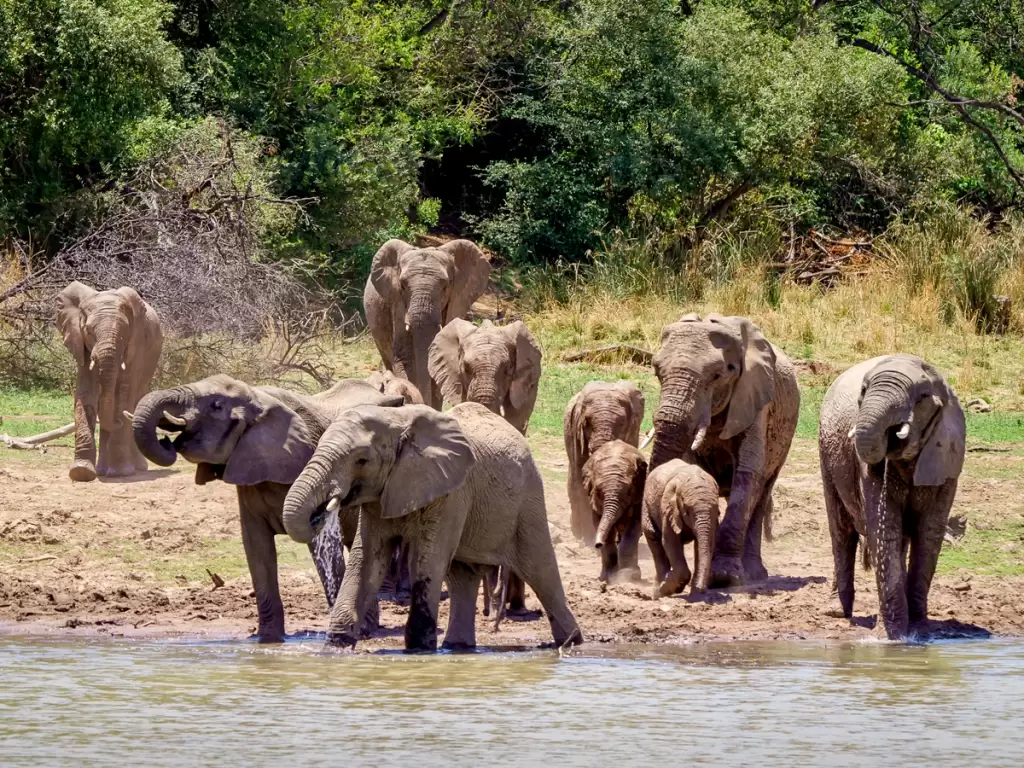 Elephants quenching their thirst at a Hwange Park waterhole.