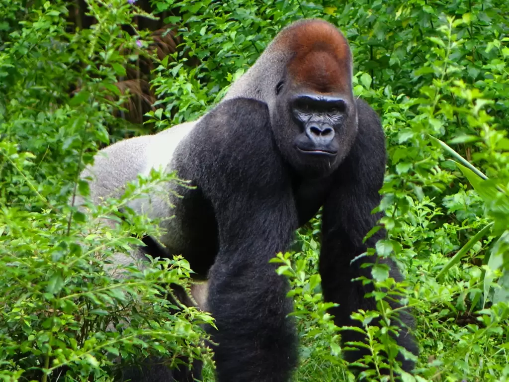 A silverblack gorilla in Rwanda's verdant national park wilderness. 