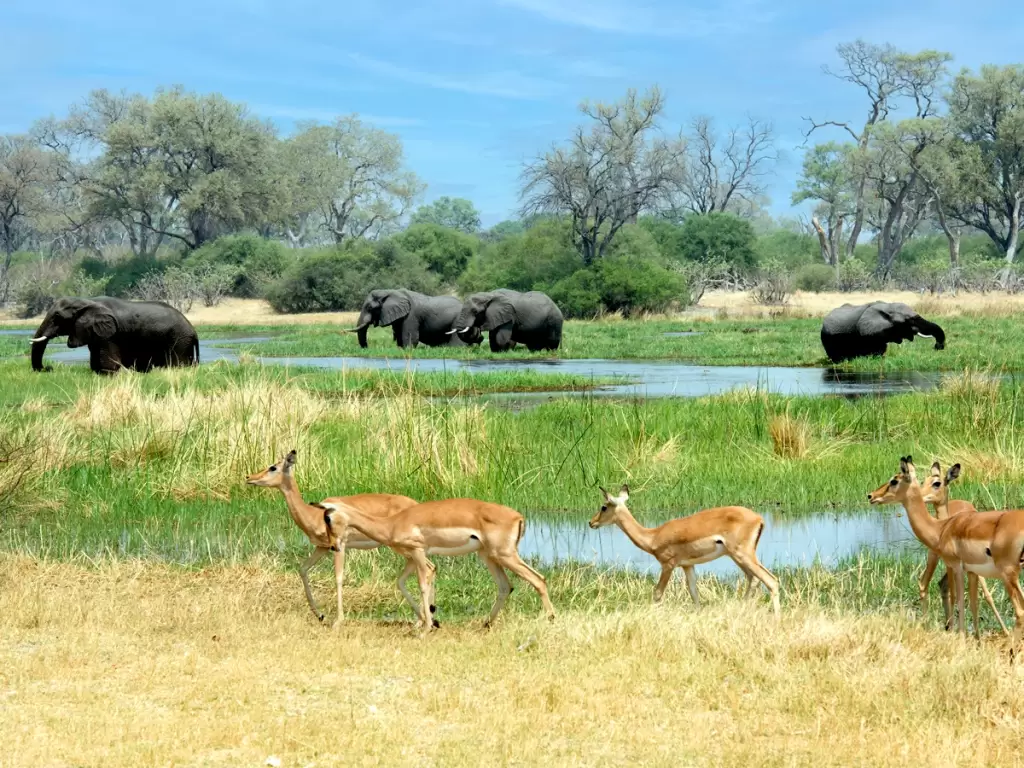 Elephants and antelopes amidst the vibrant wetlands of Botswana’s Okavango Delta. 