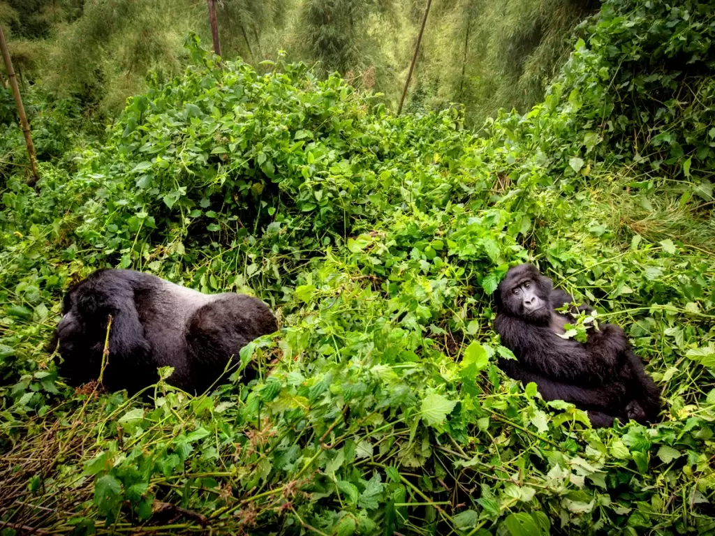 Two mountain gorillas resting in Uganda's dense, green forest. 