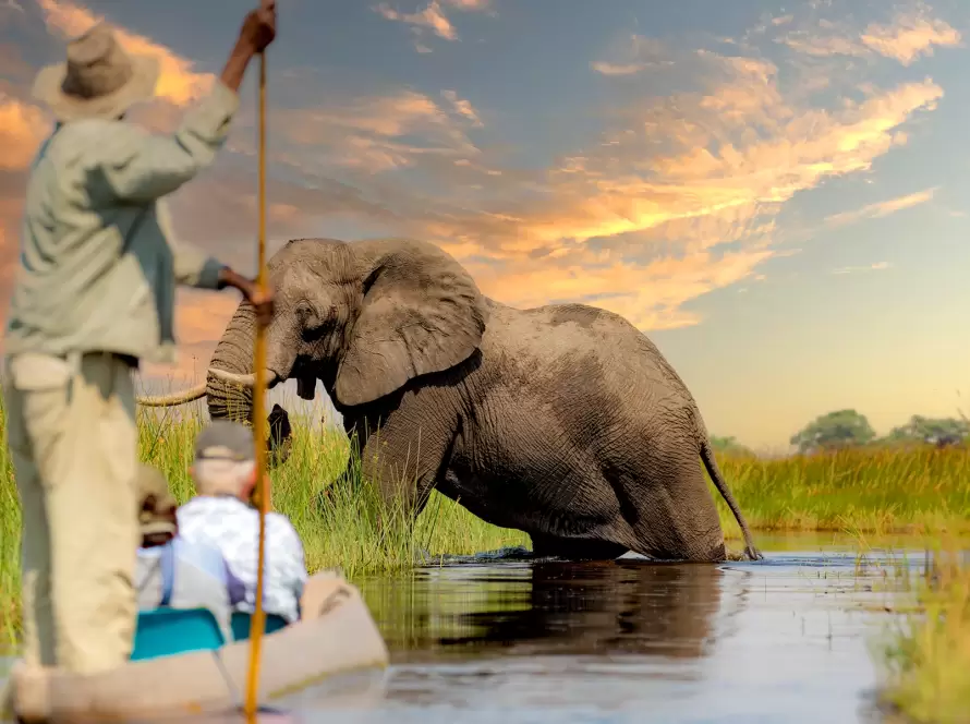 Elephant wading through the Okavango Delta at sunset, with a traditional mokoro canoe guided by a local, showcasing Botswana’s unique blend of delta and desert landscapes.