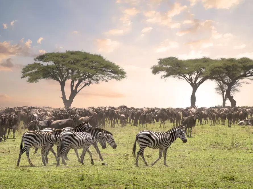 Herd of wildebeest and zebras grazing on the lush green plains of Kenya’s Maasai Mara under an expansive sky with acacia trees silhouetted at sunrise.