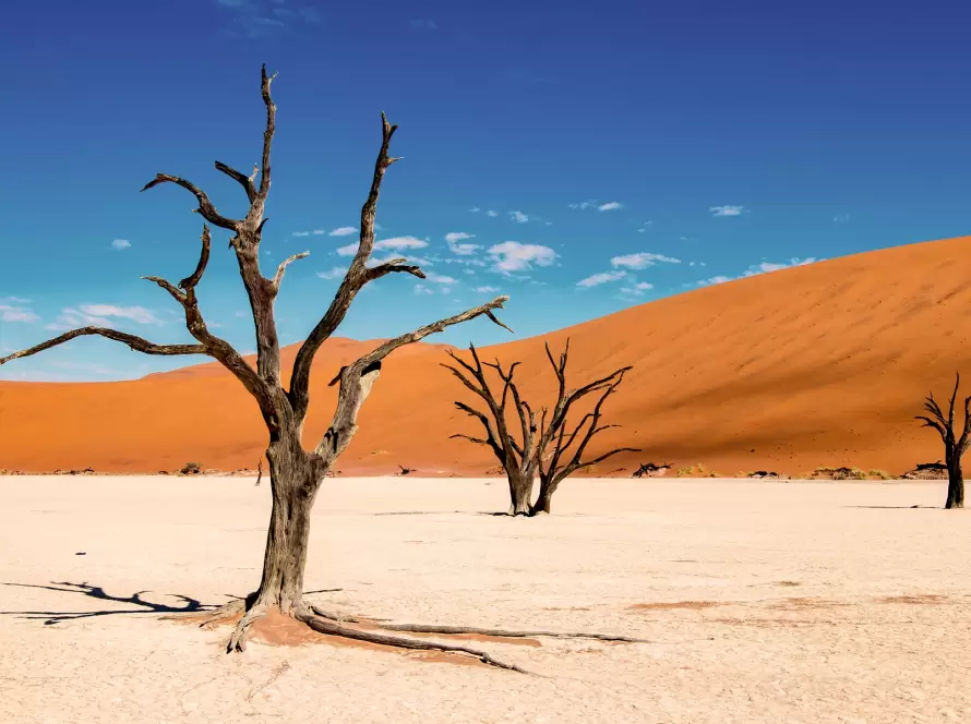 Breathtaking view of the Deadvlei clay pan in Namibia’s Namib-Naukluft National Park near Sossusvlei with ancient camelthorn trees, red sand dunes, and deep blue sky.