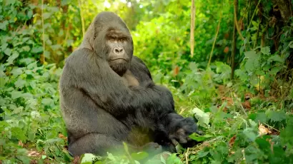 Mountain gorilla sitting peacefully in the dense greenery of Volcanoes National Park, Rwanda in East - Central Africa.