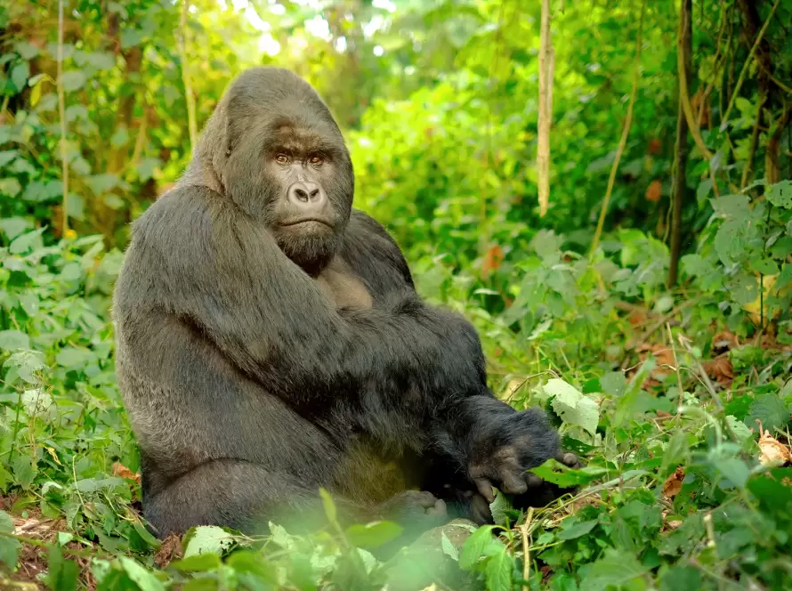 Mountain gorilla sitting peacefully in the dense greenery of Volcanoes National Park, Rwanda in East - Central Africa.