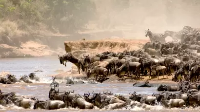 Herd of wildebeest crossing the Mara River in Tanzania’s Serengeti National Park during the Great Migration, set against a dusty, earthy-toned landscape.