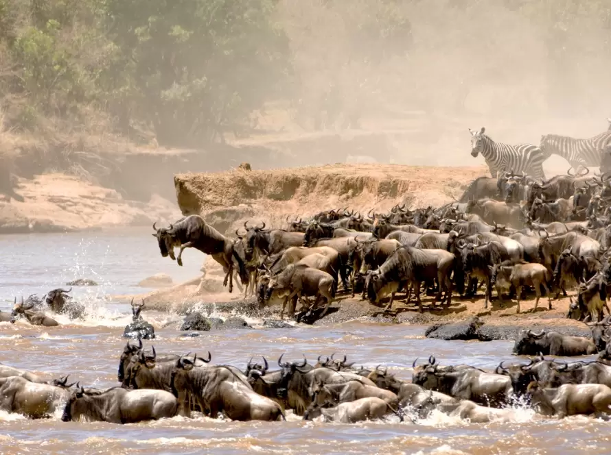 Herd of wildebeest crossing the Mara River in Tanzania’s Serengeti National Park during the Great Migration, set against a dusty, earthy-toned landscape.