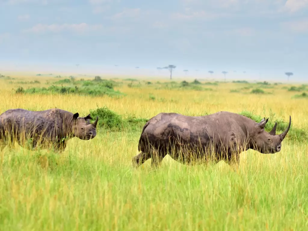 Two powerful rhinos roaming the vibrant green grasslands of the African savannah, showcasing the raw beauty of Africa’s wildlife.