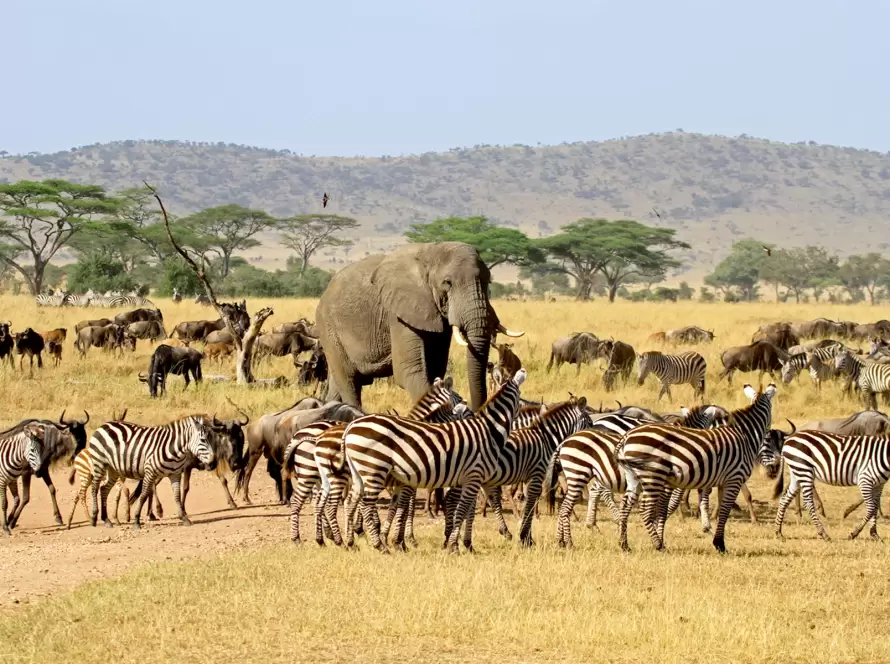 A majestic elephant surrounded by zebras, wildebeests, and the golden savannah of Africa, showcasing the diverse wildlife and iconic landscapes of an African safari.