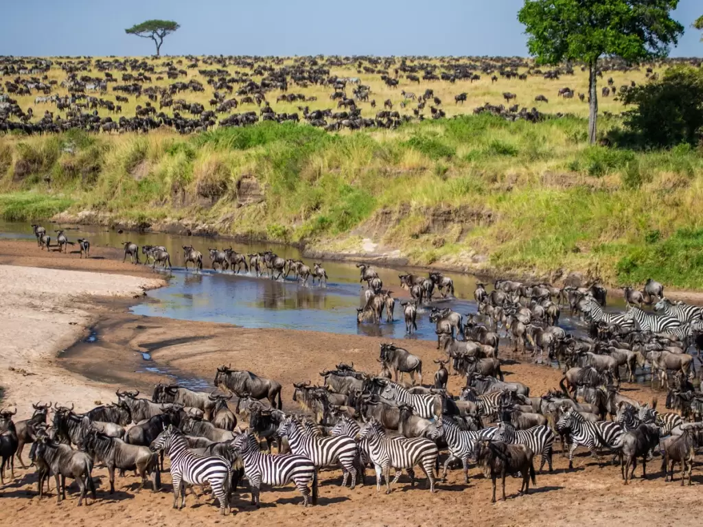 Vast herds of wildebeests and zebras gather along a river in the African savannah, capturing the essence of the Great Migration.