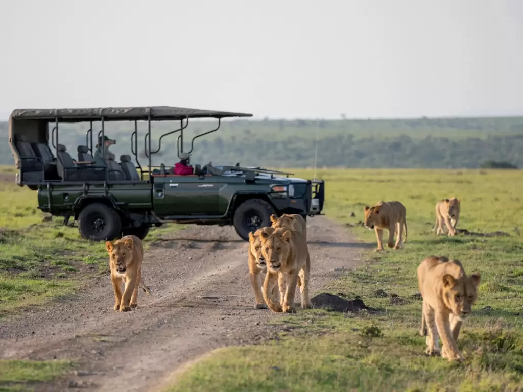 Lions walking confidently along a dirt path as safari visitors observe from a nearby vehicle, showcasing the thrill of African wildlife encounters. 