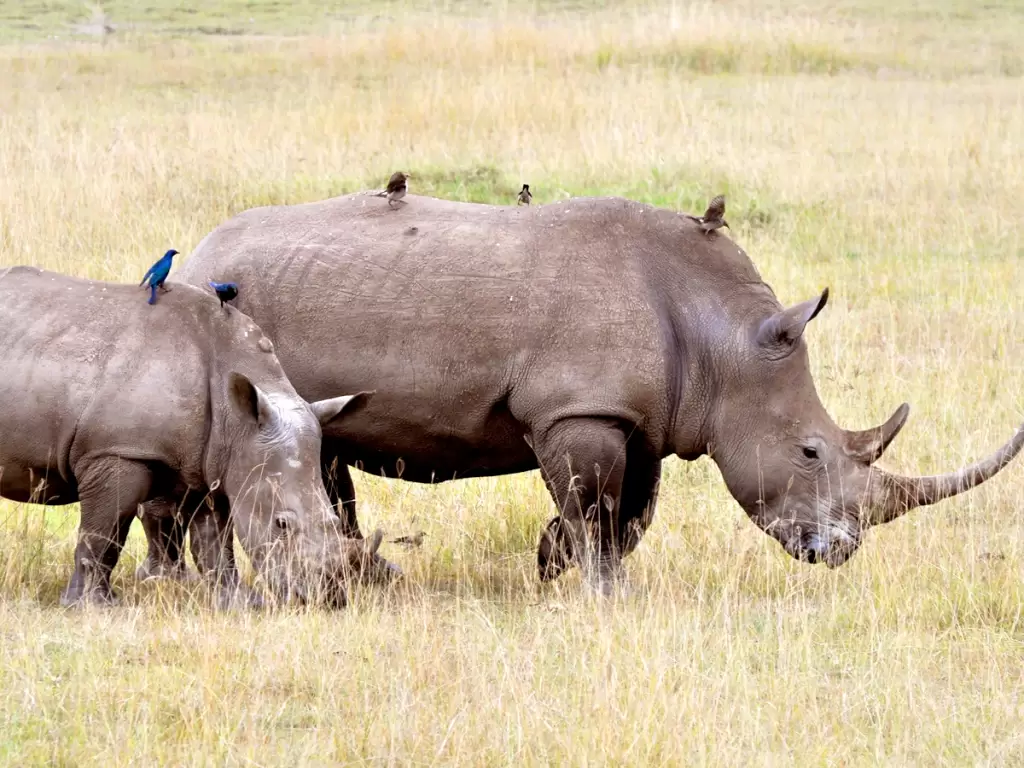 Two rhinos grazing in Kruger National Park in South Africa, accompanied by small birds perched on their backs.