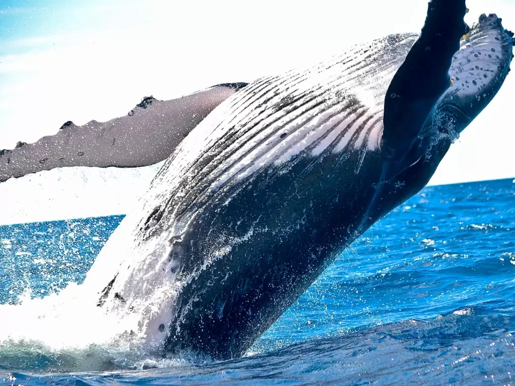 A big humpback whale breaching the ocean surface on the Whale Coast in South Africa, showcasing the breathtaking marine wildlife experience.