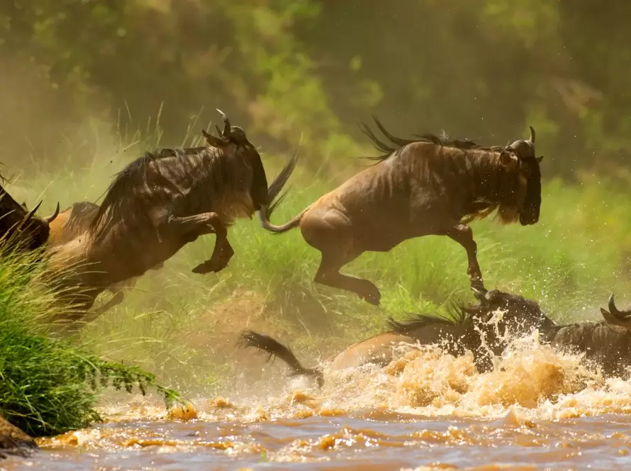 Wildebeest herd crossing the Mara River in Tanzania’s Serengeti National Park during the Great Migration in Africa, 2025 wildlife safari adventure.