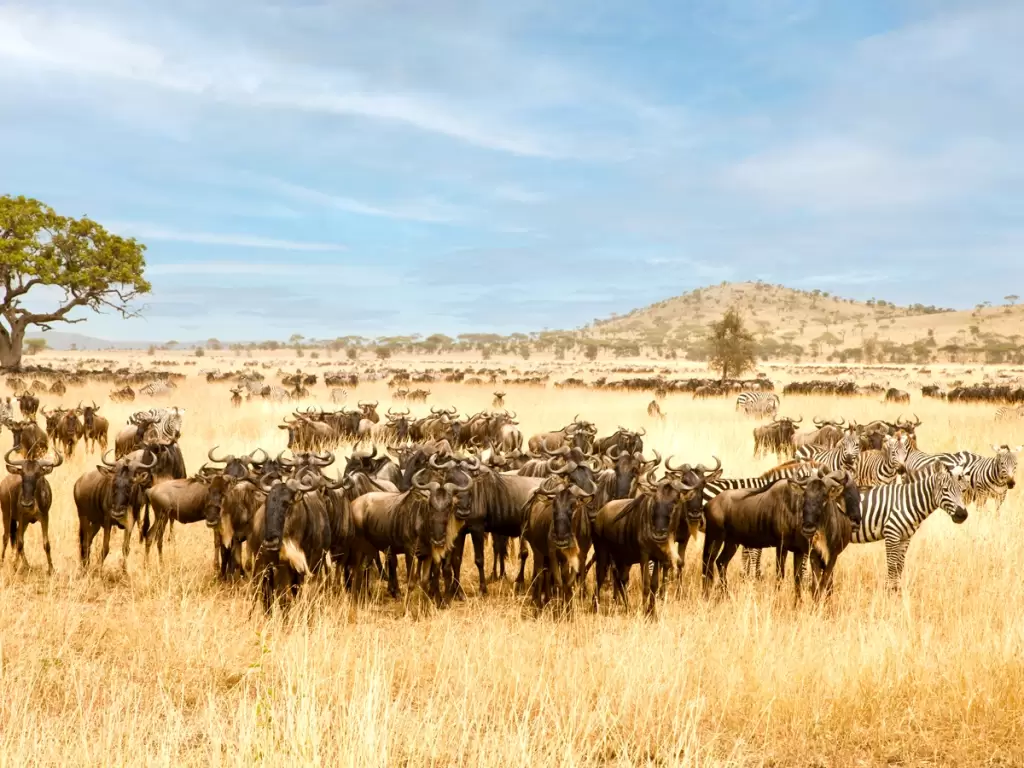 Wildlife scene of wildebeest and zebra herd gathering on the golden savannah under a blue sky during the Great Migration in Serengeti National Park, Tanzania, Africa. 