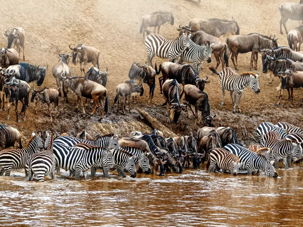 Herds of zebras and wildebeest are drinking water on the muddy riverbank of the Mara during Africa's Great Migration in the Serengeti, a wildlife scene.  