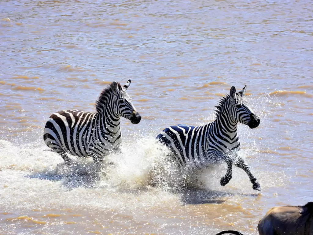 A wildlife scene shows two zebras splashing water as they run behind a wildebeest to cross the Mara River during Africa's Great Migration in the Serengeti National Park in Tanzania. 