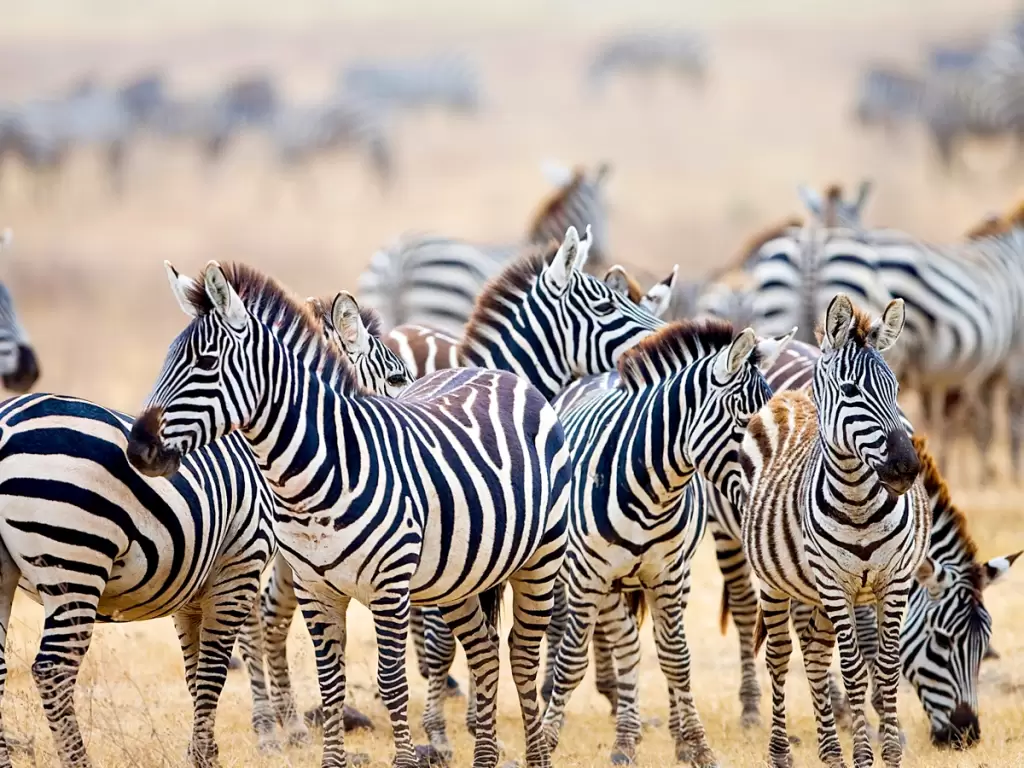 Close-up of a herd of zebras with black and white stripes standing together, grazing on the dry grasslands of Africa during the Great Migration in Kenya's Masai Mara National Reserve - a wildlife scene. 