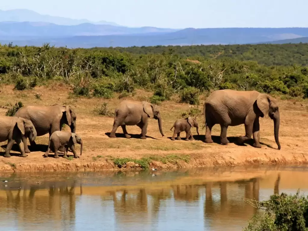 A herd of elephants walking along a waterhole in the African wilderness, with lush greenery and distant mountains in the background in South Africa. 