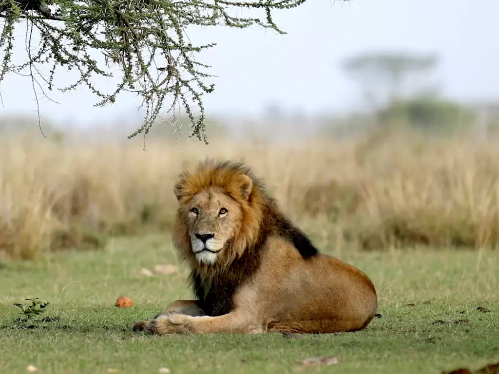 Majestic lion resting under an acacia tree in the African savannah, showcasing the beauty of wildlife in its natural habitat in South Africa. 