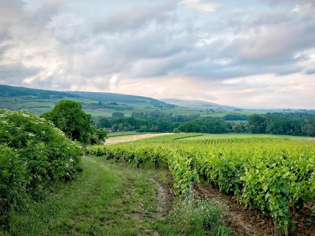 Scenic view of South Africa's Winelands at sunset, showcasing lush green vineyards, rolling hills, and a serene countryside atmosphere.