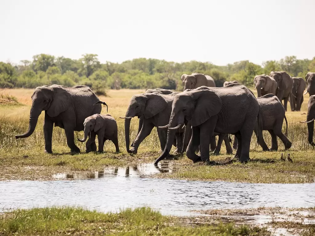 An elephant family in Okavango Delta, during luxury Botswana safari for African family vacations 2025/26.