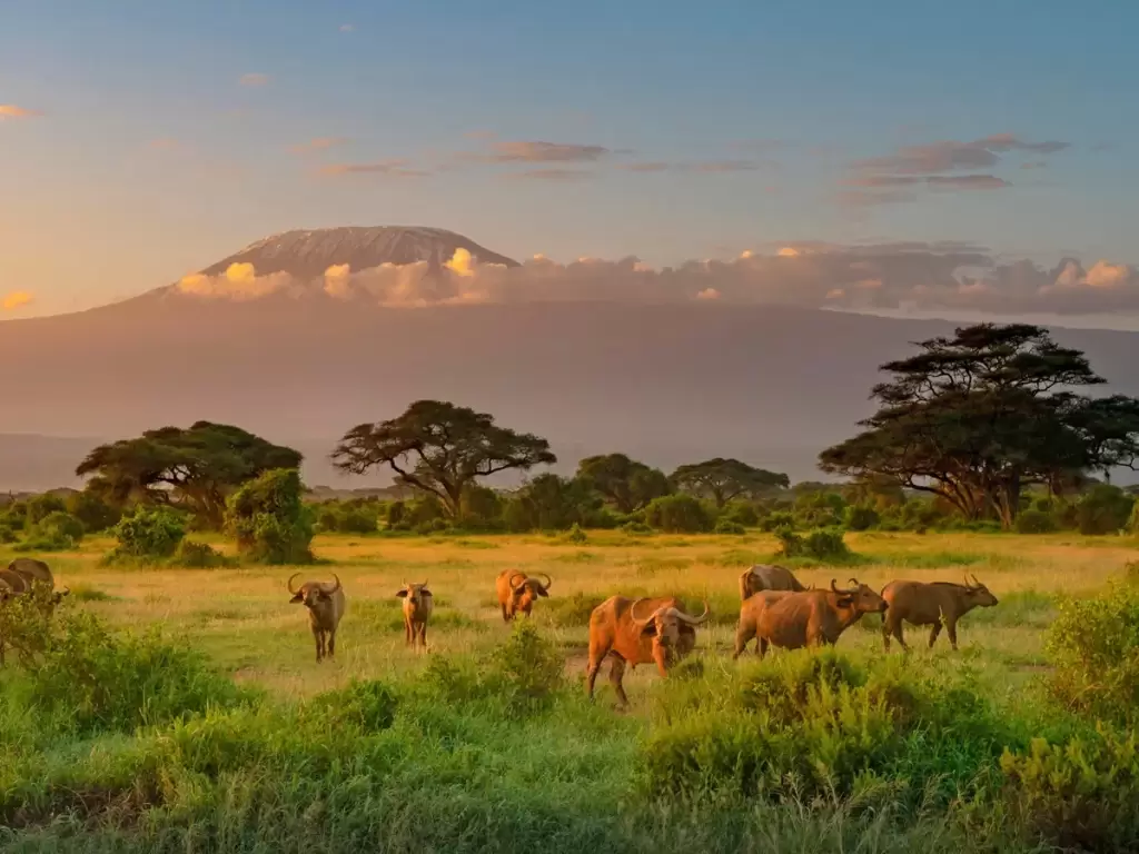Kenya’s Maasai Mara safari with buffalos and Mount Kilimanjaro for luxury African family trip 2025 and 2026.