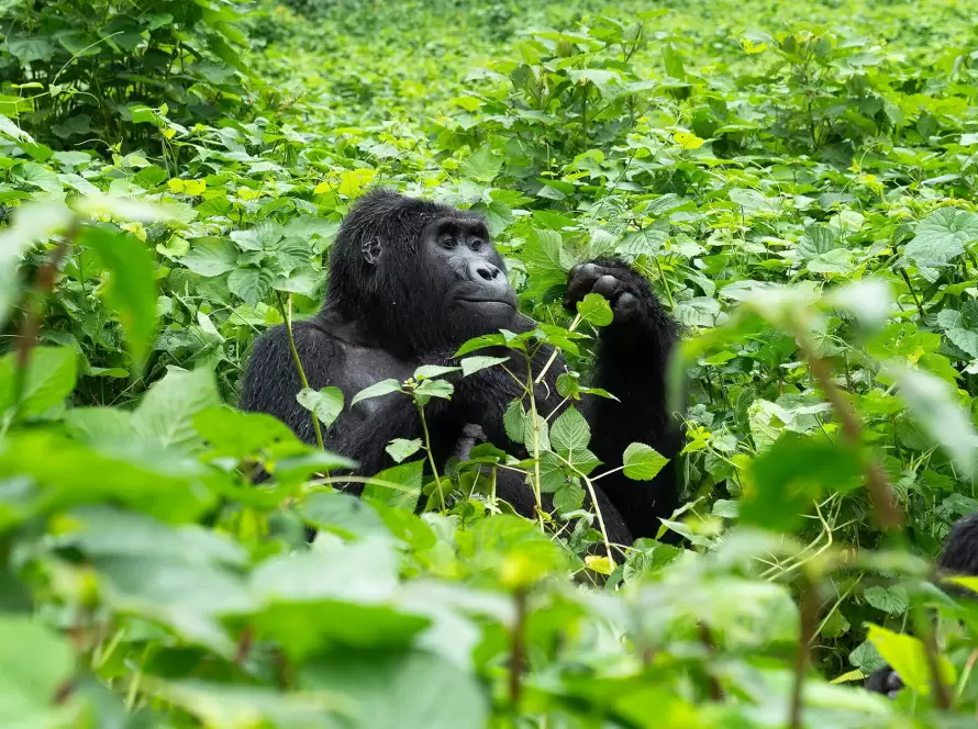 Luxury Rwanda Expedition: Forest, Wildlife & Culture