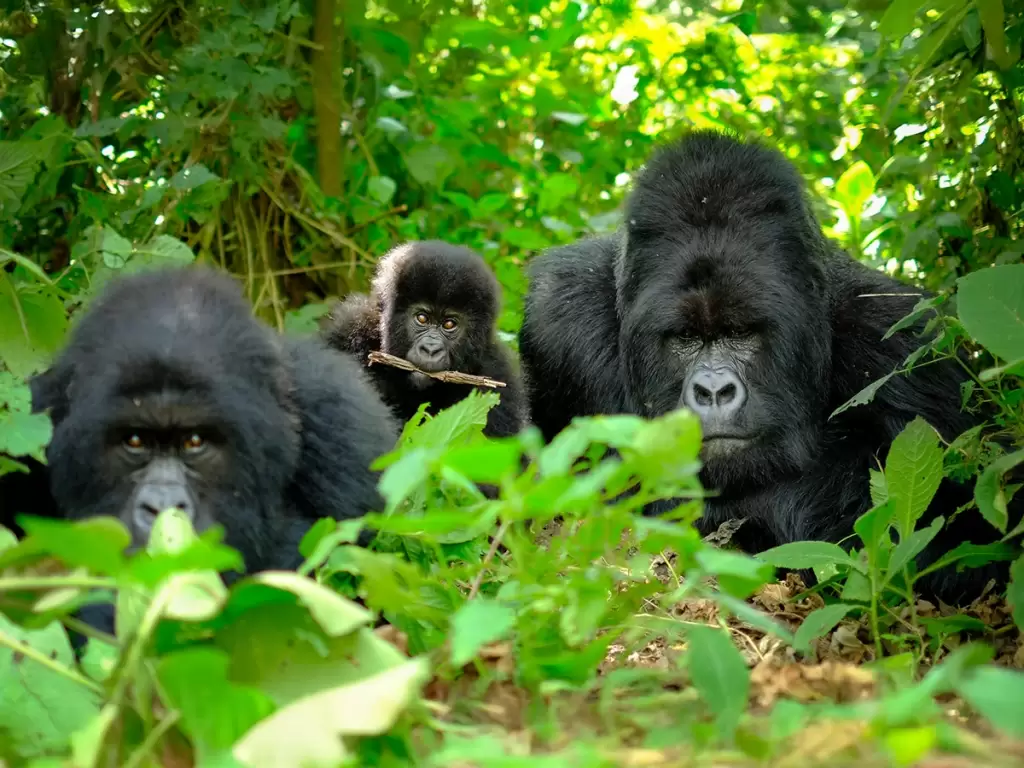 A gorilla family during gorilla trekking in Volcanoes National Park for luxury family holidays in Rwanda 2025 – 2026.