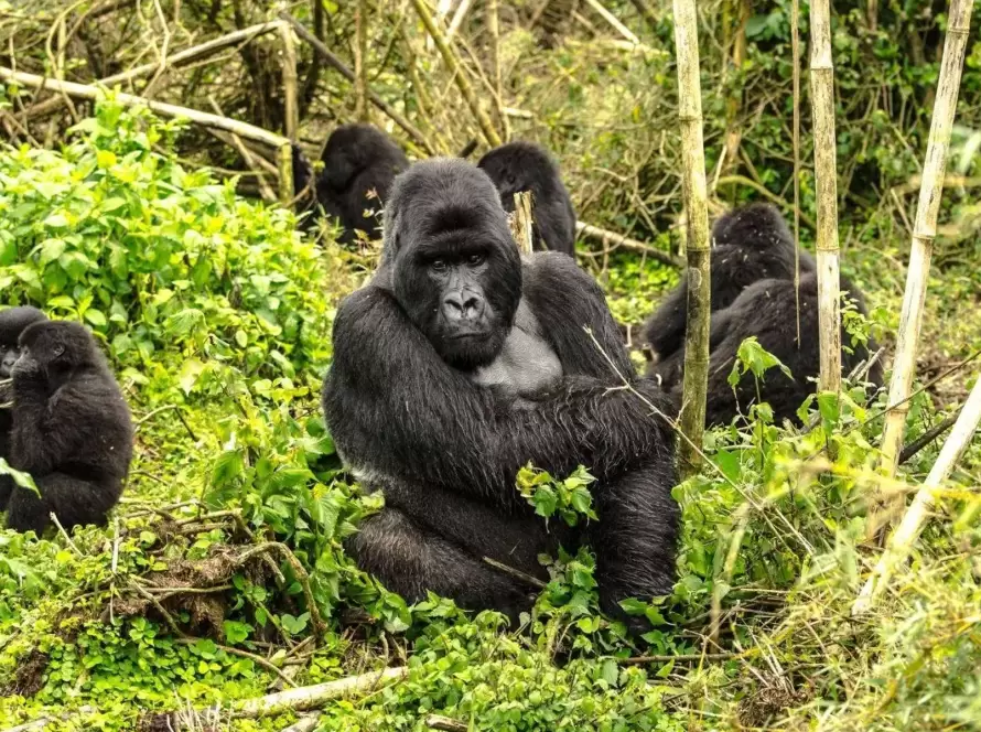Rwanda Refined: Chimpanzees, Gorillas & Luxury Retreats