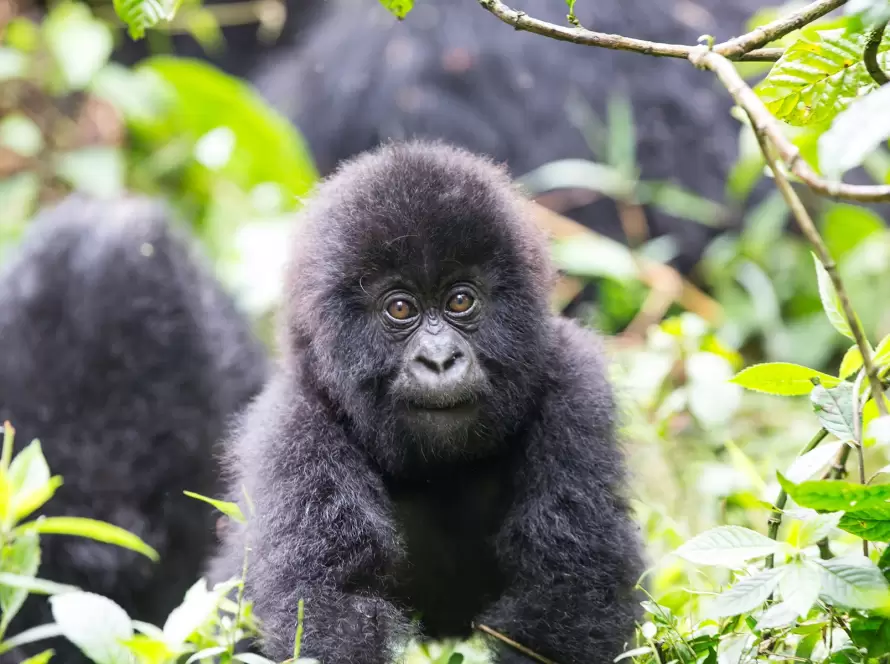 Rwanda’s Plains, Rainforests & Primates: A Luxury Safari