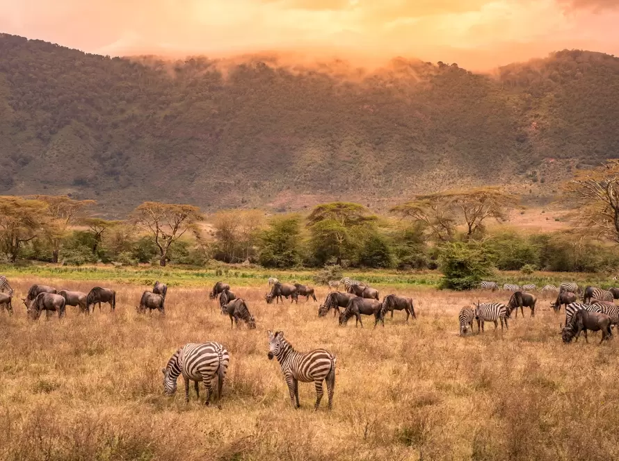 Savannahs & Beaches: Tanzania-Zanzibar Supreme Luxury