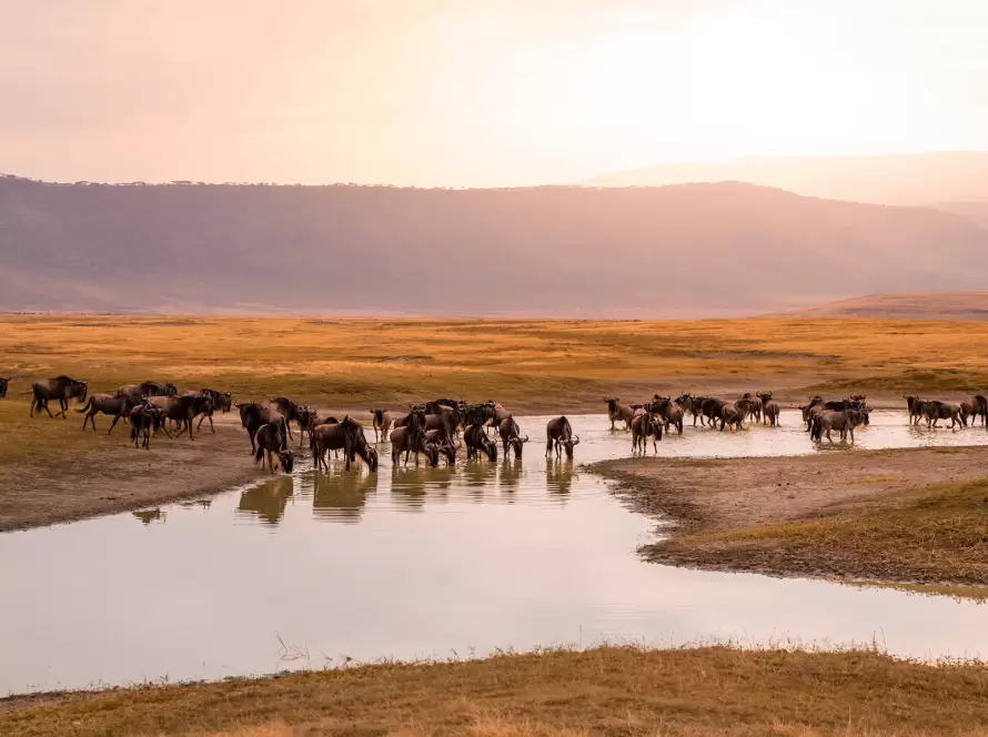 Tanzania’s Wild Heart: Luxury Safari for Savannah Lovers