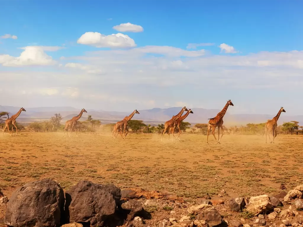 A group of giraffes on open plains of Tanzania’s Serengeti during Africa's wildlife safari for luxury family holidays 2025-26.