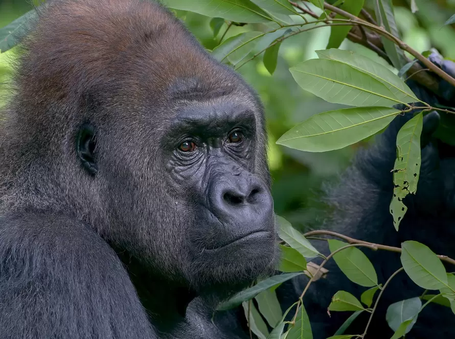 Volcanoes Trek: Exploration in Rwanda’s Highlands