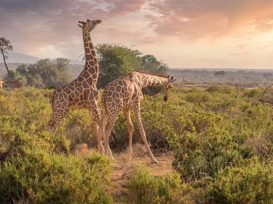 Kilimanjaro to the Mara: A Value Kenya Safari Journey