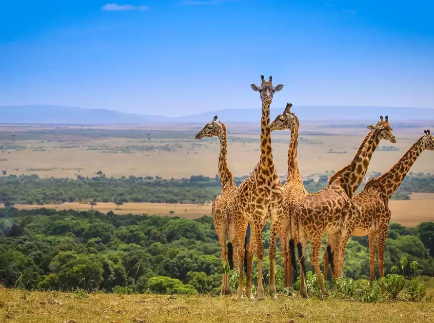 Villa-Style Kenya Safari Retreat