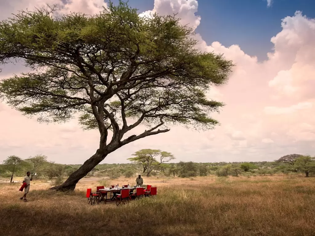 Bush dining setup beneath an acacia tree during a luxury African safari in Tanzania's Serengeti.