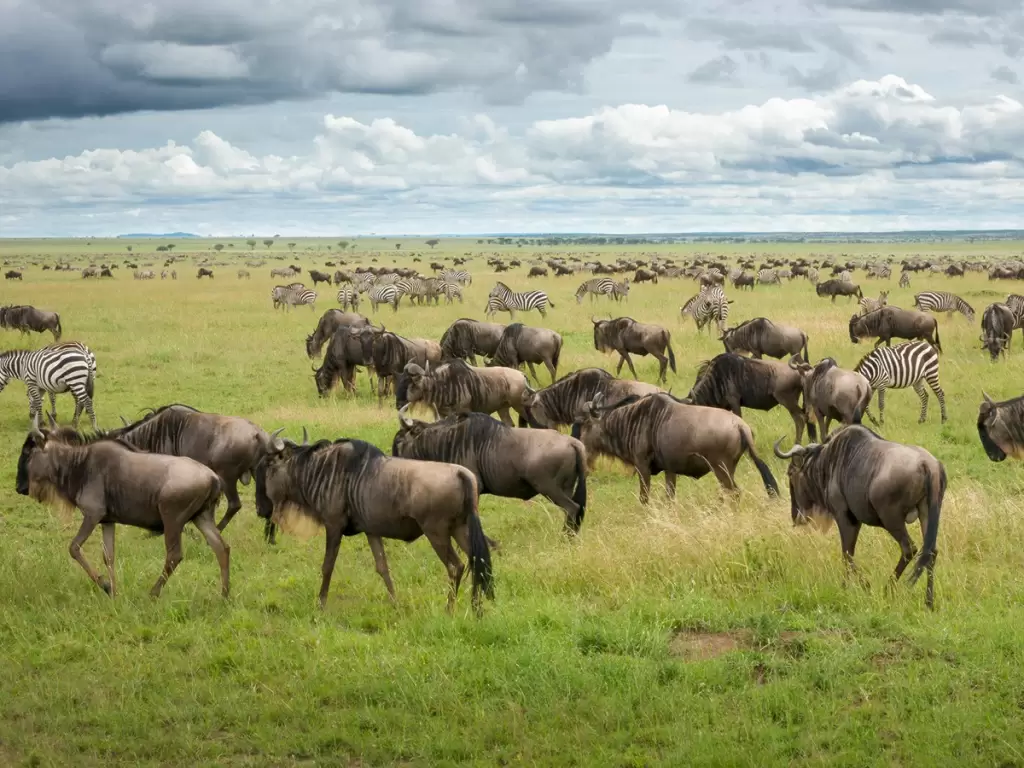 Wildebeest and zebras grazing during the Great Migration on a luxury African safari adventure.