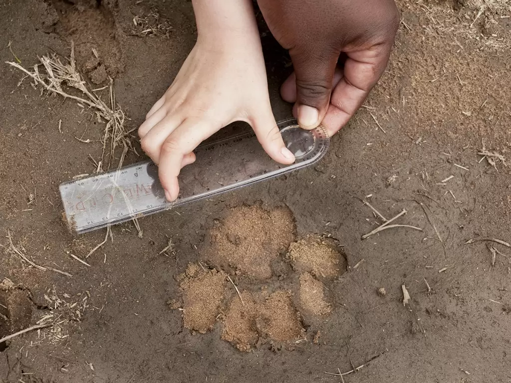 Child and ranger measuring animal tracks in soil during educational activity on African safari for kids.
