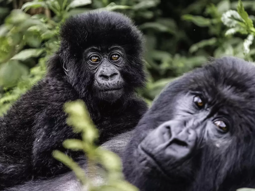  	Mountain gorillas in lush green forests of Volcanoes National Park in Rwanda. 