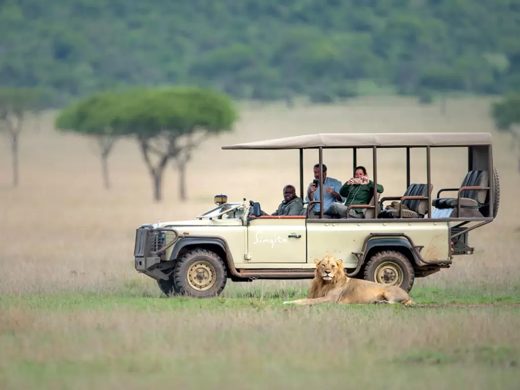 Travelers on a game drive clicking a lion resting on the African savannah. 