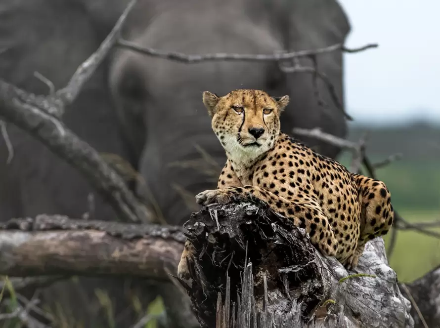 A cheetah resting on a tree trunk with an elephant as the backdrop in an African national park.