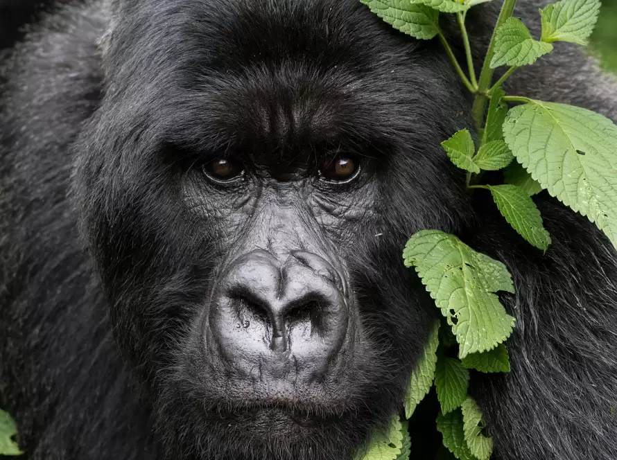 Close-up of a Rwanda mountain gorilla surrounded by lush foliage in a forest.